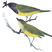 MacGillivray's Warbler